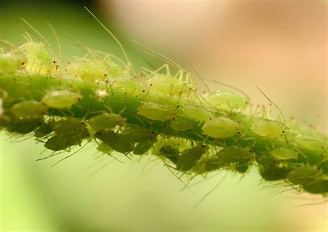 How To Get Rid Of Aphids Tips To Prevent Them From Ruining Your Plants Gardeningetc