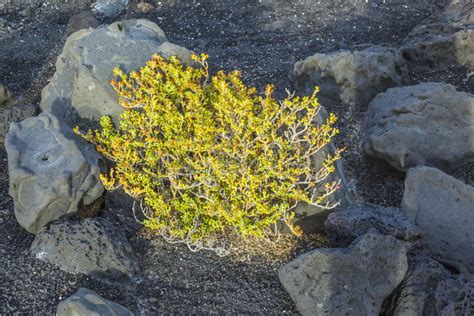 Sparse Vegetation On Volcanic Hills In Timanfaya National Park W Stock