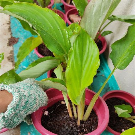 Anak Pokok Halia Hitam Kaempferia Parviflora Kunyit Hitam Black G