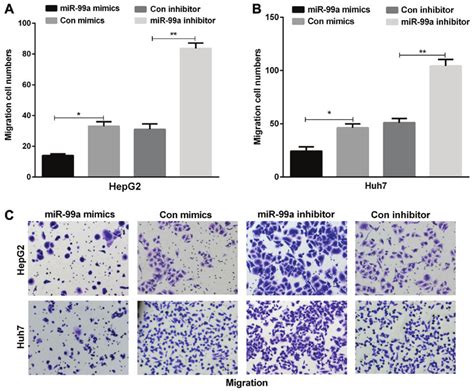 Mir 99a Inhibited Liver Cancer Cell Migration The Migration Cell