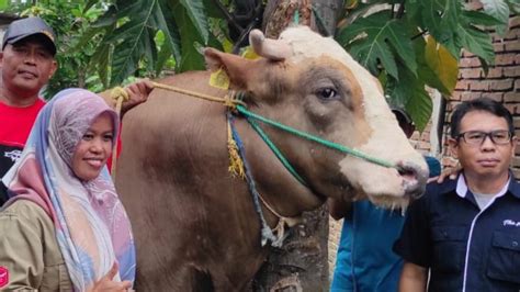 Berat Sapi Kurban Milik Jokowi Di Sulbar Capai Ton Harganya Rp