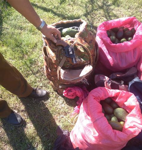 Andes On Line Carabineros De San Esteban Arresta A Banda Delictual