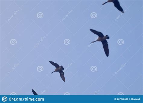 Canada Geese Flying in Formation Stock Photo - Image of geese, flock ...