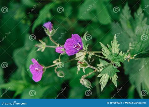 Wild Geranium In A Natural Setting Also Known As Geranium Maculatum