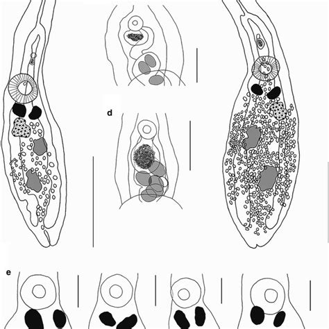 Phyllodistomum Macrocotyle Ex Scardinius Erythrophthalmus A B