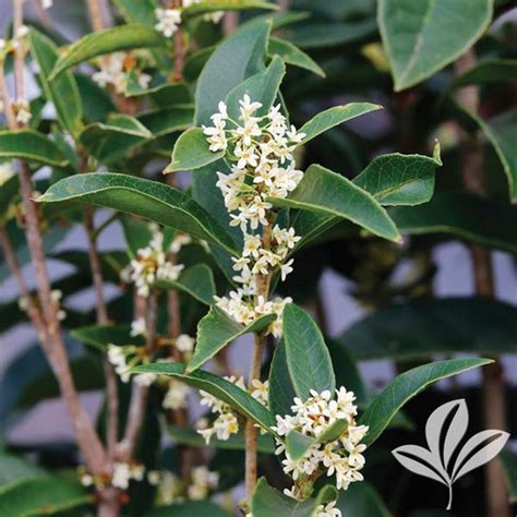 Osmanthus Fragrans Multiple Sizes Buck Jones Nursery