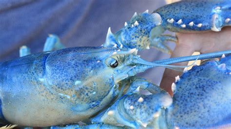 A Rare Blue Lobster Ended Up in a Cape Cod Restaurant | Mental Floss