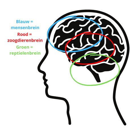 Hoe Werkt Het Kinderbrein De Basis