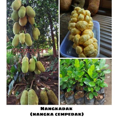 Jual Bibit Buah Tanaman Pohon Nangkadak Nangka Cempedak Sambung Pucuk