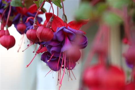 Bleeding Hearts Flowers Red Free Photo On Pixabay