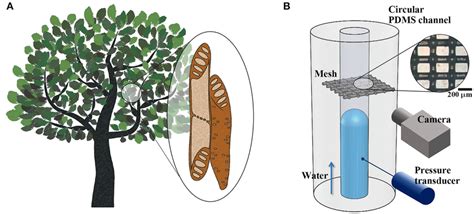 Structural Features Of Xylem Vessels Of Vascular Plants And