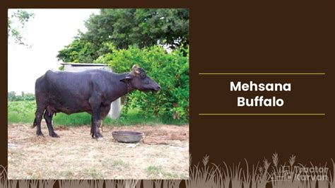 Top Buffalo Breeds in India & Where they found