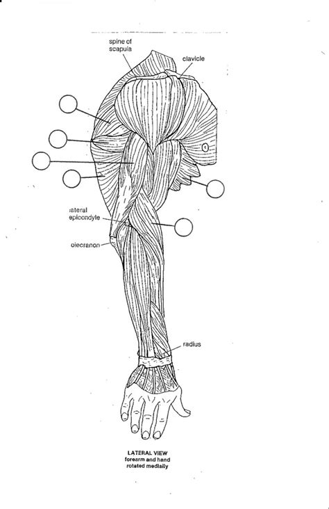 arm  diagram quizlet