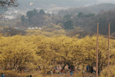 이천 산수유마을 모두관광