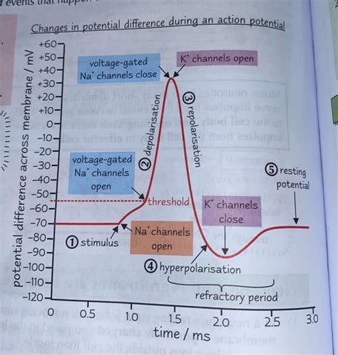 Action Potential Flashcards Quizlet