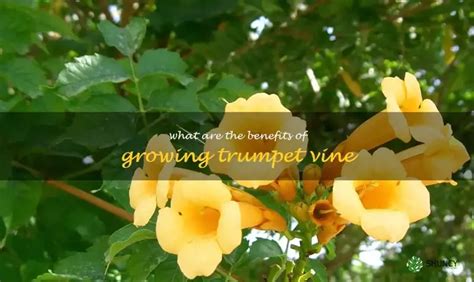 Harness The Benefits Of Growing Trumpet Vine In Your Garden Today Shuncy