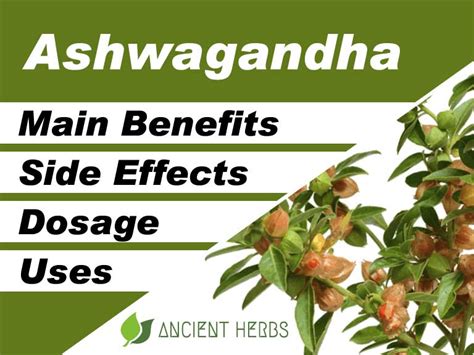 Ashwagandha Benefits Uses Dosage And Side Effects