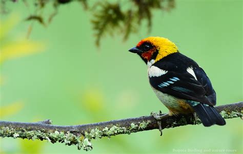 Flame-faced Tanager – Tangara parzudakii – Tangara cara de fuego