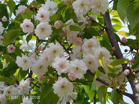 鎌足桜 桜図鑑｜公益財団法人日本花の会