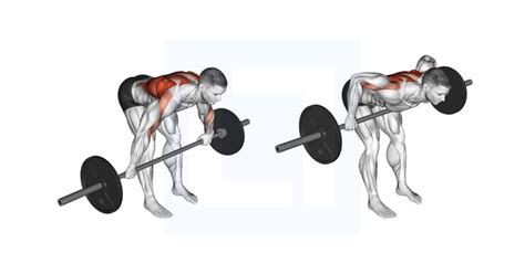 Inverted Row Guide Benefits And Form