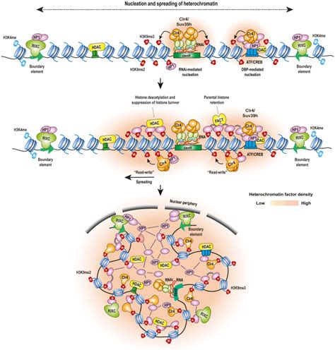 The Molecular Basis Of Heterochromatin Assembly And Epigenetic