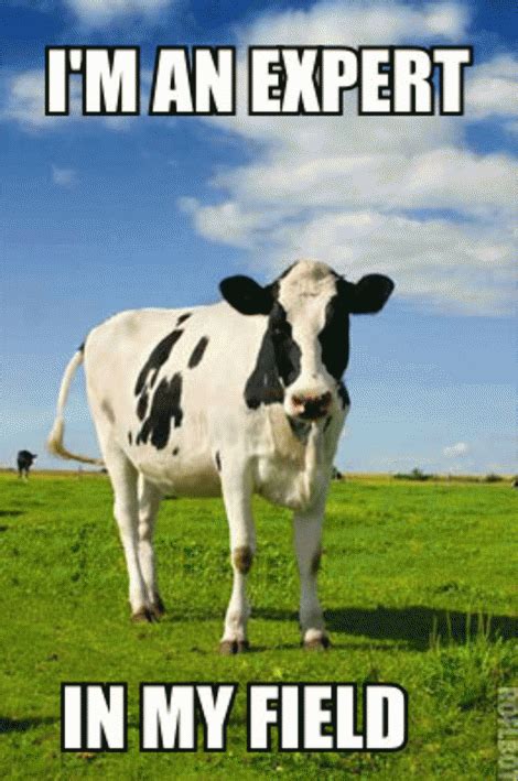 Funny Cow Pics With Quotes Shortquotes Cc