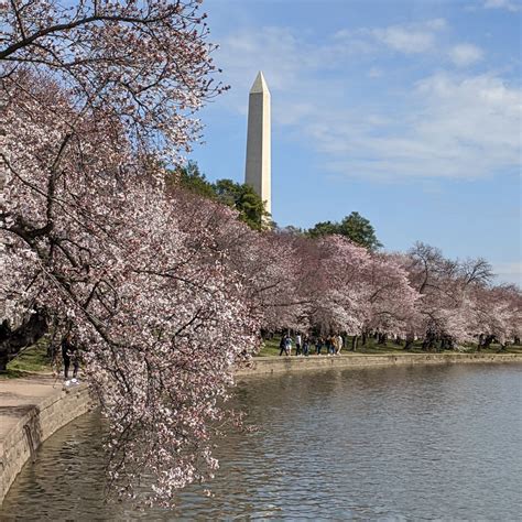 Cherry Blossom Tour - DC History Tours