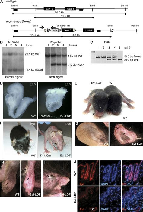 Generation Of Floxed Evi Mice And Conditional Depletion In Squamous Download Scientific Diagram