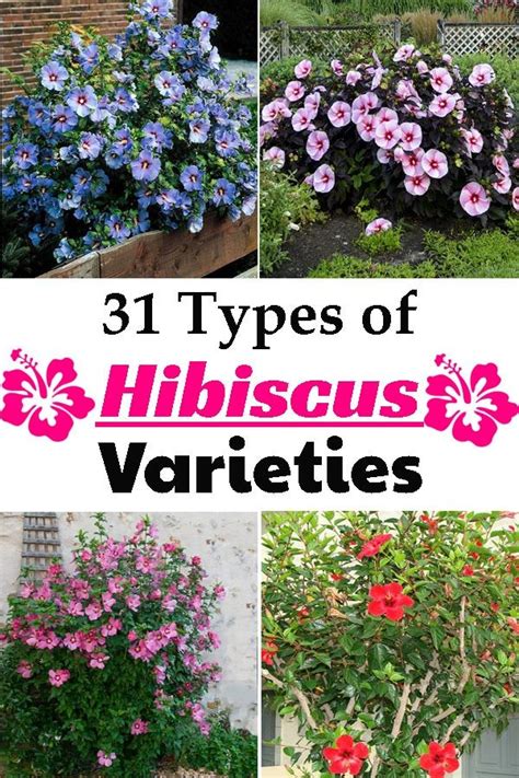 31 Types Of Hibiscus Varieties Planting Flowers Flower Planters