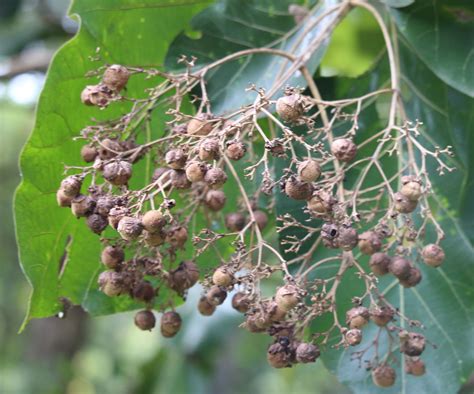 Tectona Grandis L F Plants Of The World Online Kew Science