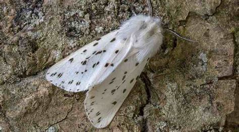 Fluffy Fuzzy Or Furry Moths Identification With Pictures And Names