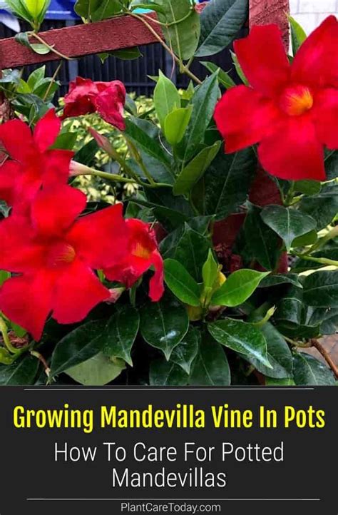 Growing Mandevilla Vine In Pots How To Care For Potted Mandevillas