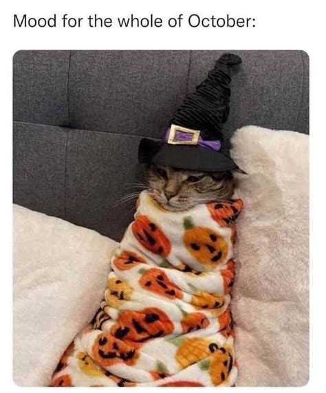 Mood For The Whole Of October Cat Memes Cute Cats Cute Funny Animals