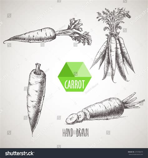 Hand Drawn Carrot Set Organic Eco Stock Vector Royalty Free