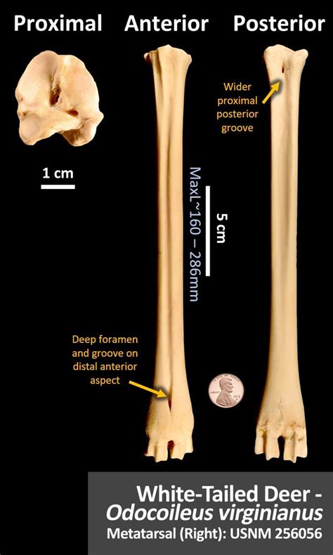 White-Tailed Deer Metatarsal – OsteoID Bone Identification