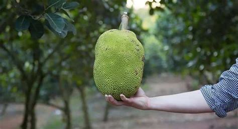 Red Jackfruit Sri Lanka News Latest Red Jackfruit Sri Lanka News