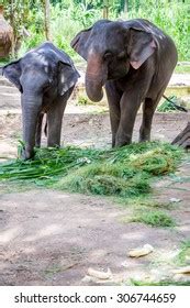 Asian Elephants Thai Elephant Conservation Center Stock Photo 306744659 ...