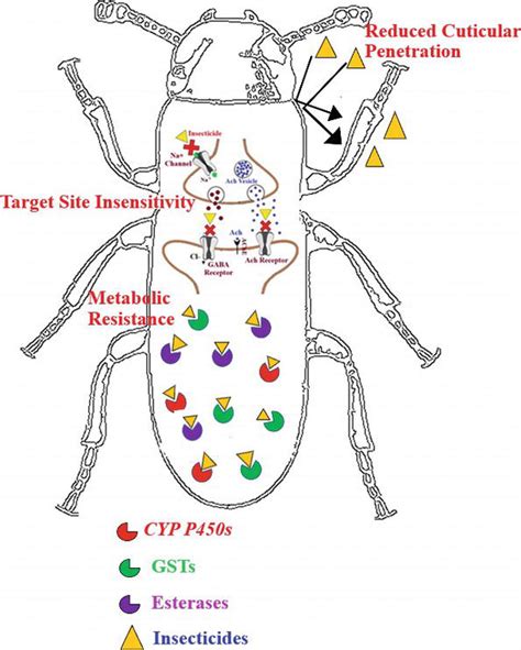 Frontiers Insights Into Insecticide Resistance Mechanisms 59 OFF