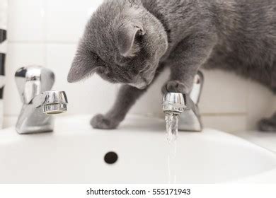 Cat Playing Water Bathtub Top View Stock Photo 1885177846 | Shutterstock