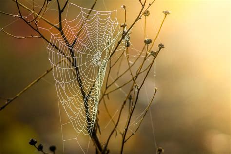 Come Fotografare Una Ragnatela Il Mondo Delle Reflex