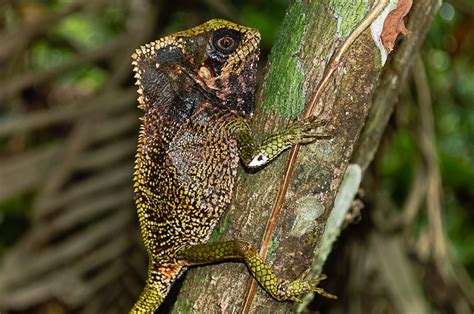 Top 5 Amazing Reptiles Found On A River Tour Costa Rica El Coco Tours