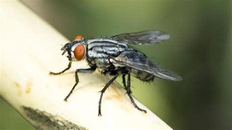 How to Get Rid of Black Bugs With Wings in Your House? | Identification and Control Guide ...