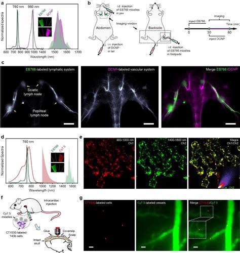 化学系张凡团队报道新型近红外荧光分子用于生物医学多重成像