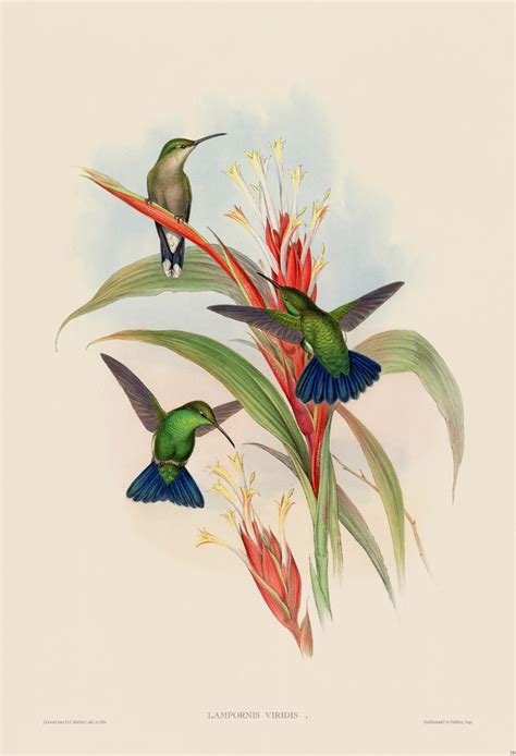 Gould Hummingbird 110 Gould Hummingbird 110 45 00 Nostalgia Fine