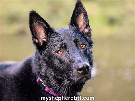 Blue German Shepherd: Everything You Need To Know