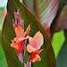 Canna Lily Bulbs Dark Red Purple Musifolia Large Tropical Plant W Red