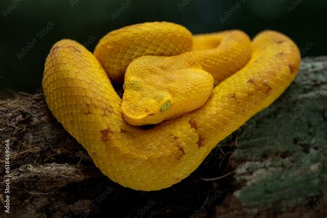 Craspedocephalus puniceus is a venomous pit viper can be found on Java and southern Suma Common ...