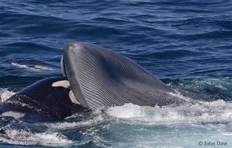 First records of orcas hunting largest animals on Earth | Mirage News