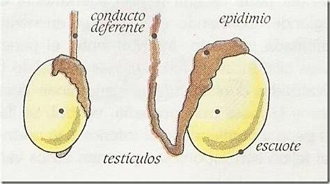 Los Testículos Ciencia Explicada