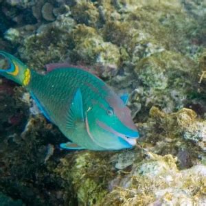 Stoplight parrotfish - Facts, Diet, Habitat & Pictures on Animalia.bio